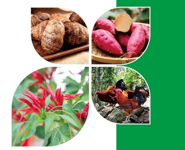 天等縣名特優(yōu)農(nóng)產(chǎn)品。主辦方供圖