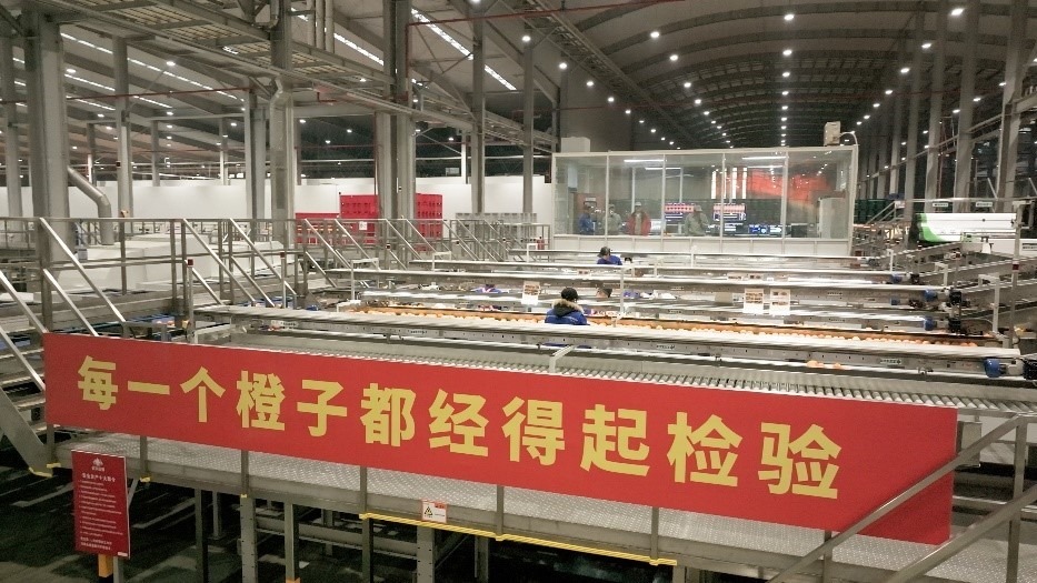 工人在智能生產(chǎn)線上對臍橙精深加工。人民網(wǎng)記者 張力洋攝