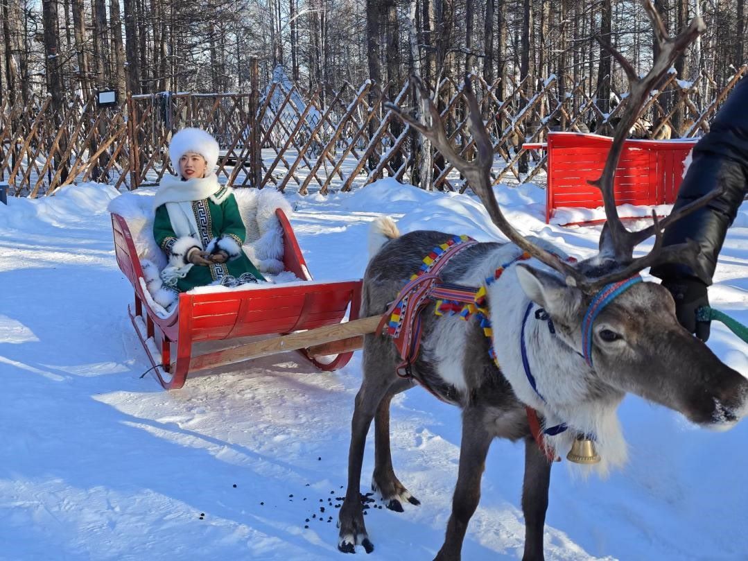 游客體驗(yàn)馴鹿拉雪橇。人民網(wǎng)記者 苗陽(yáng)攝
