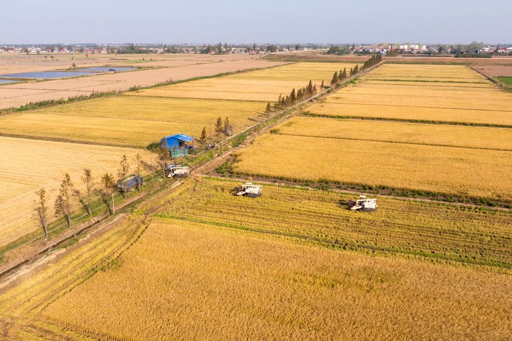 2024年11月1日，在湖南華容縣團(tuán)洲垸，村民駕駛收割機(jī)收獲水稻（無(wú)人機(jī)照片）。新華社記者陳思汗 攝