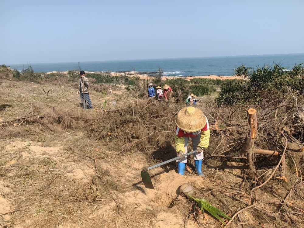 2025年1月19日，在海南文昌市，工人正在修復(fù)海岸防風(fēng)林。新華社記者吳茂輝 攝