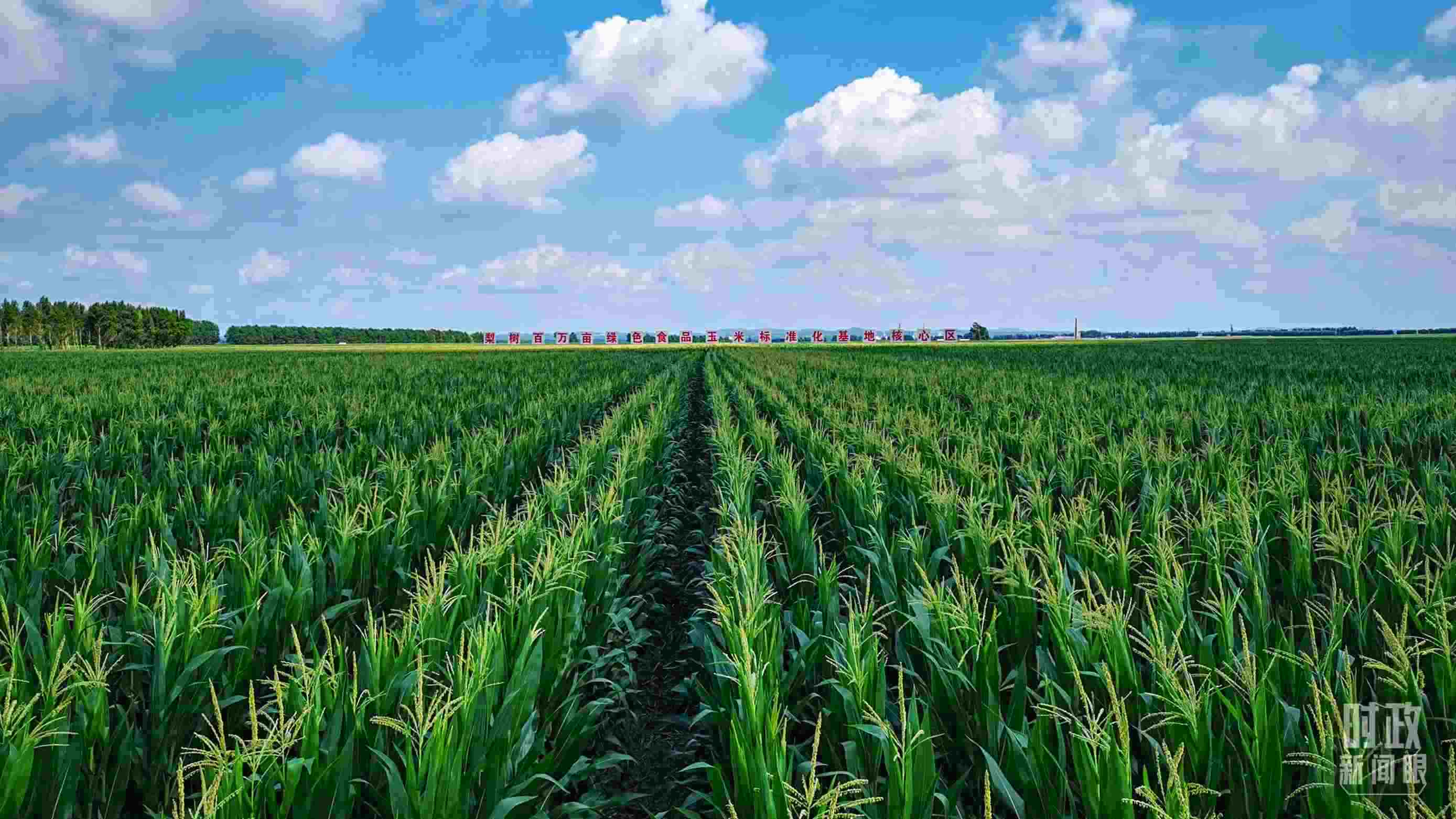 △吉林四平，梨樹縣地處黃金玉米帶。（總臺央視記者張曉鵬拍攝）