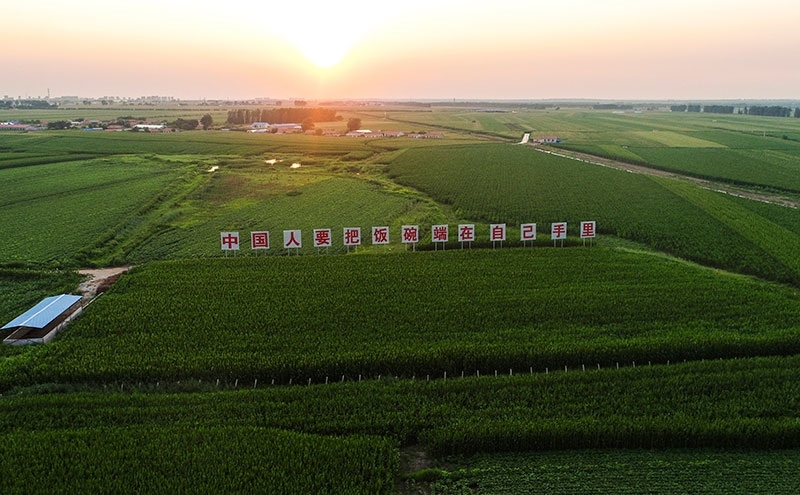 2020年7月23日拍攝的吉林省梨樹縣國(guó)家百萬(wàn)畝綠色食品原料（玉米）標(biāo)準(zhǔn)化生產(chǎn)基地核心示范區(qū)（無(wú)人機(jī)照片）。新華社記者 許暢 攝