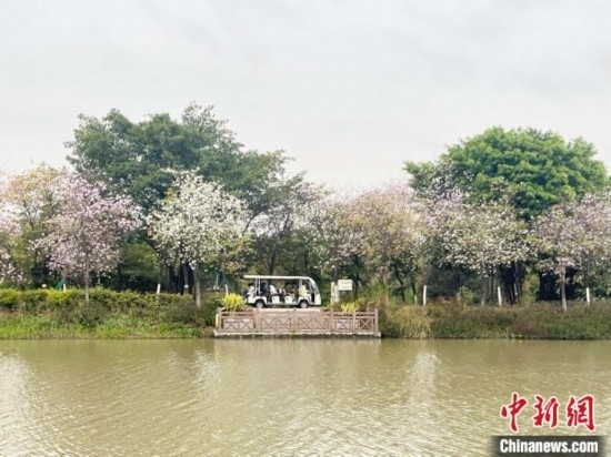 3月7日，廣州海珠國家濕地公園宮粉紫荊花海吸引游人。中新社記者 許青青 攝