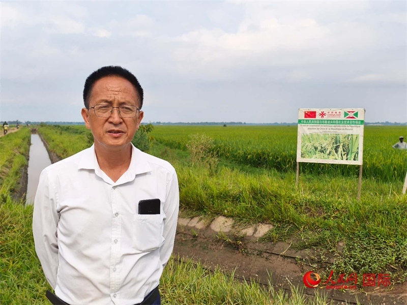 專家組組長楊華德在水稻田間地頭。 人民網(wǎng)記者 黃培昭攝