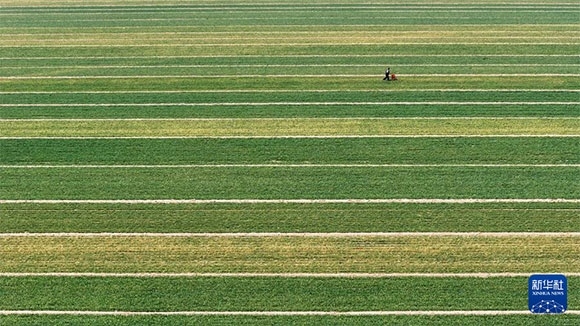 3月14日，在菏澤市鄆城縣潘渡鎮(zhèn)，農(nóng)民在麥田里施肥（無人機(jī)照片）。