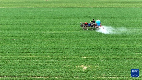 3月14日，在菏澤市鄆城縣郭屯鎮(zhèn)，農(nóng)民在麥田里噴灑除草劑（無人機(jī)照片）。