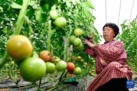 3月13日，在菏澤市鄆城縣張營街道，農(nóng)民在設(shè)施大棚里打理西紅柿。