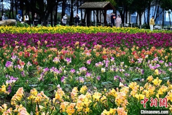 福州：民眾暢游花海