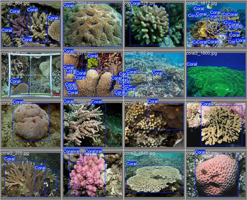 南海珊瑚識別。阿里云供圖