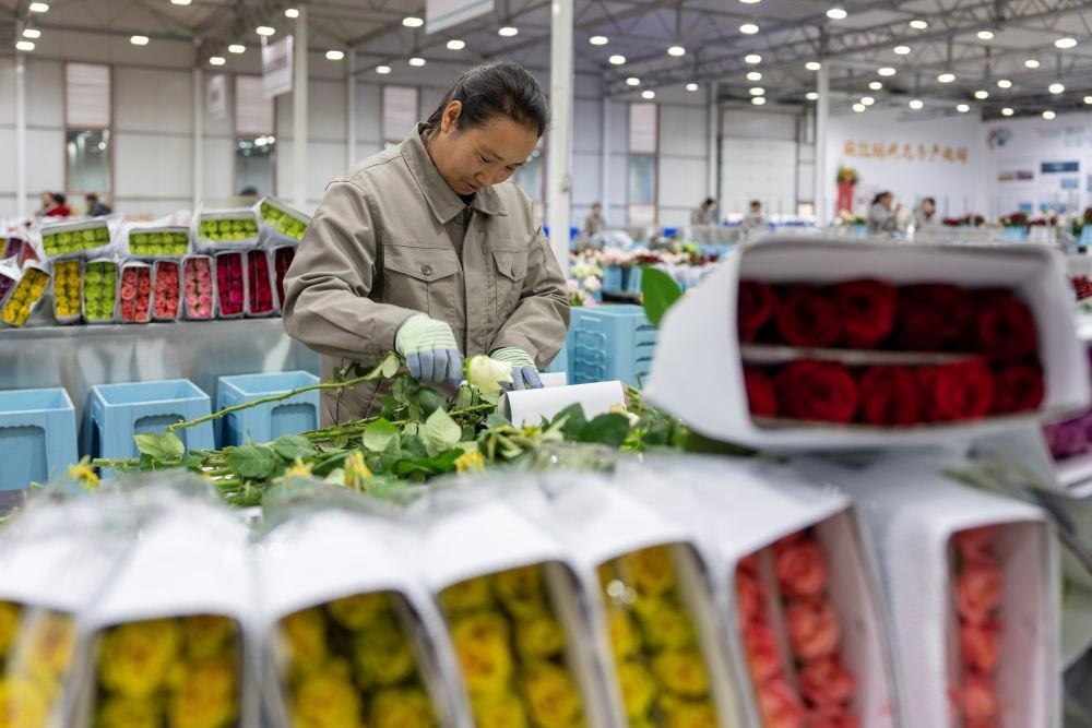 △近日，工作人員在云南麗江現(xiàn)代花卉產(chǎn)業(yè)園包裝鮮花。