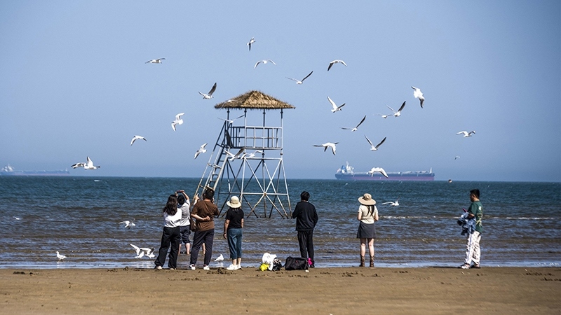 2024年5月12日，河北秦皇島，北戴河鴿子窩公園成群海鷗在天空中自由翱翔，與大海、藍天構(gòu)成了一幅美麗的畫卷。