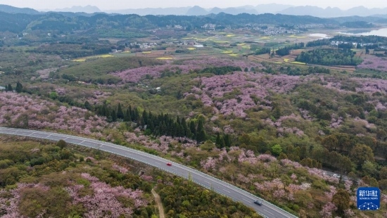 清鎮(zhèn)市紅楓湖鎮(zhèn)右二村旁的道路與花海相映（4月5日攝，無人機(jī)照片）。