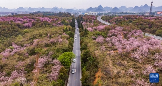 游客驅(qū)車前來清鎮(zhèn)市紅楓湖鎮(zhèn)右二村踏青游玩（4月5日攝，無人機(jī)照片）。