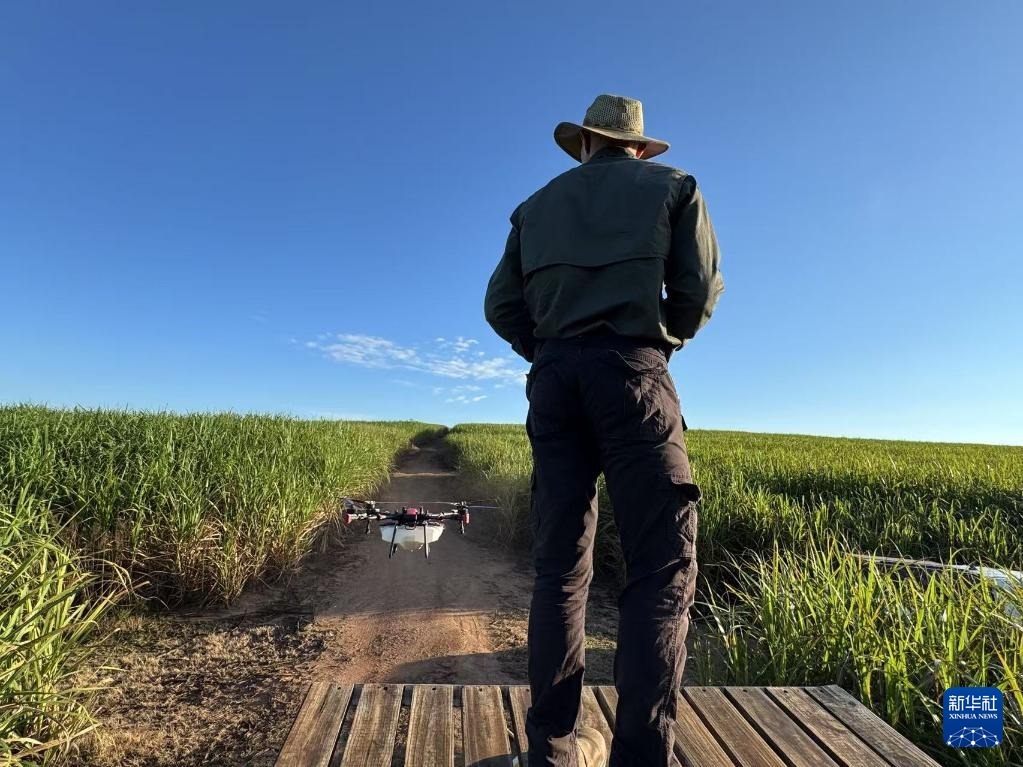 3月25日，在南非夸祖魯-納塔爾省的方廷希爾莊園，飛手操縱無人機為甘蔗林噴灑藥劑。新華社記者 白舸 攝