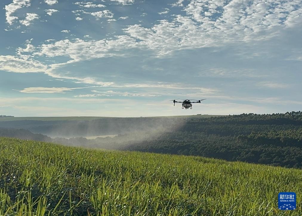 3月25日，在南非夸祖魯-納塔爾省的方廷希爾莊園，中國農(nóng)用無人機為甘蔗林噴灑殺菌劑。新華社記者 白舸 攝