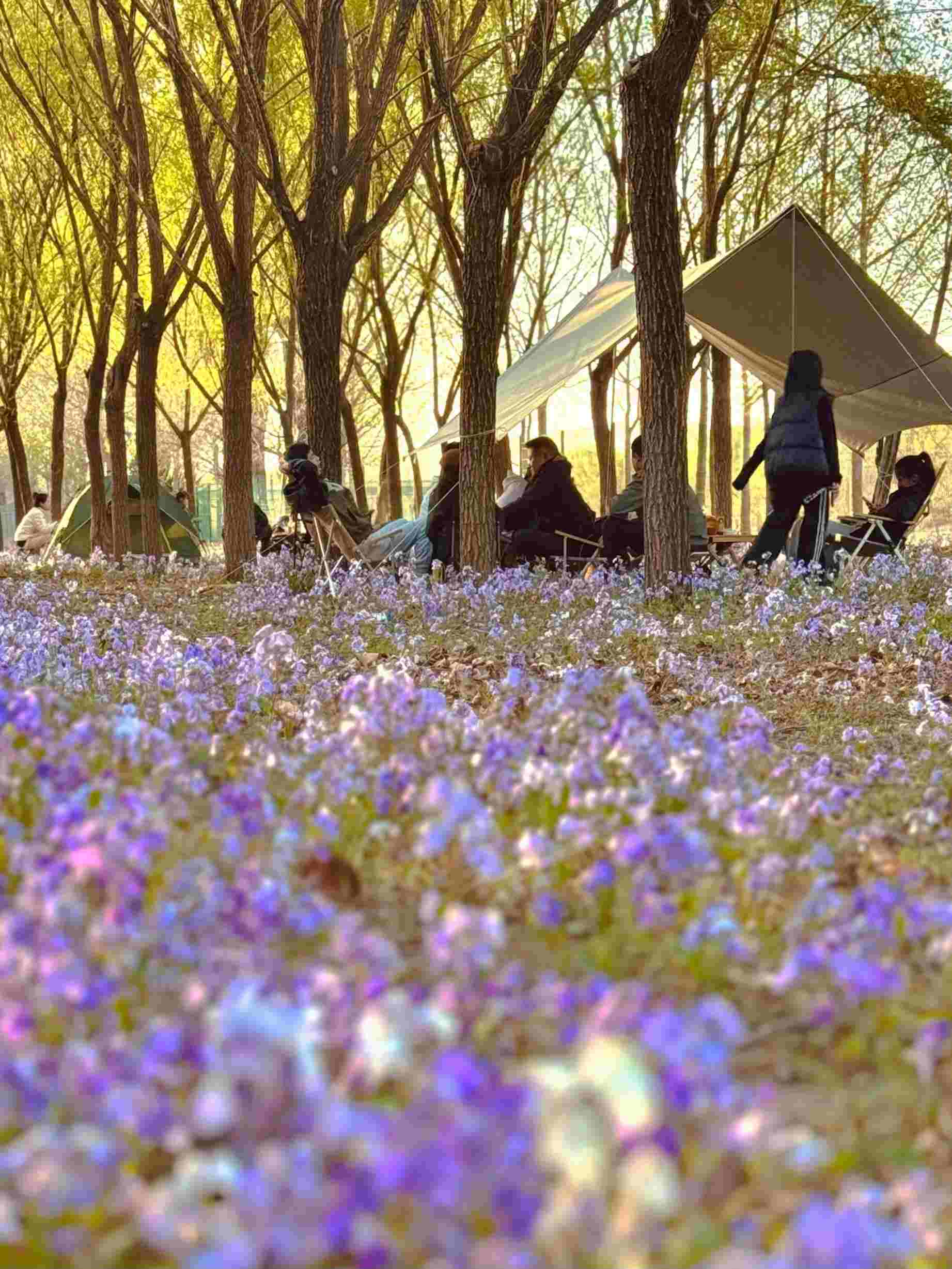 清明假期期間，范女士一家在北京溫榆河邊露營。受訪者供圖