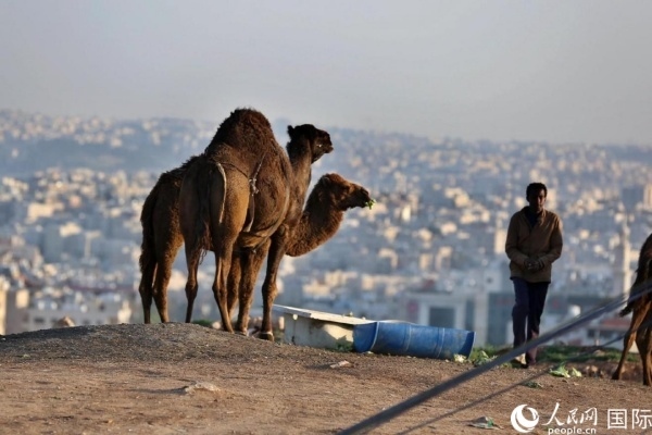 約旦首都阿曼街頭的駱駝。人民網(wǎng) 納達(dá)爾·達(dá)烏德攝