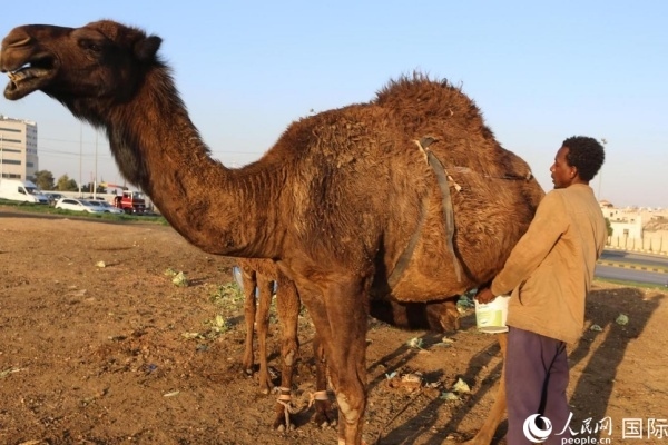 工人在給駱駝擠奶。人民網(wǎng) 納達(dá)爾·達(dá)烏德攝