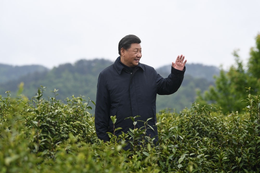 2020年4月21日，習(xí)近平總書(shū)記來(lái)到陜西安康市平利縣老縣鎮(zhèn)，在茶園考察脫貧攻堅(jiān)情況。新華社記者 燕雁 攝