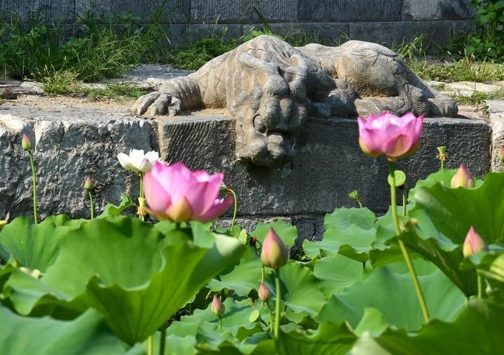 萬寧橋位于北京地安門外大街中部、什剎海東岸，是北京中軸線上最古老的橋梁，至今已有700多年歷史。近年來，北京市持續(xù)為萬寧橋“瘦身減負”，橋體風貌得以完整展現(xiàn)，方便游客走近欣賞，深入了解古橋承載的價值和內(nèi)涵。這是2023年7月18日拍攝的北京萬寧橋橋東的鎮(zhèn)水獸。